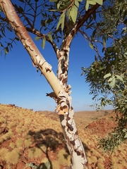 Eucalyptus leucophloia