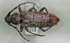 Elaphidion linsleyi