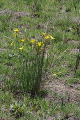 Bobartia macrocarpa