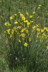 Bobartia macrocarpa