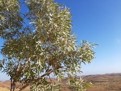 Eucalyptus leucophloia