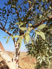 Eucalyptus leucophloia