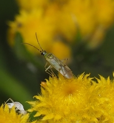 Nesidiocoris tenuis