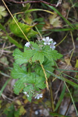 Geranium krylovii