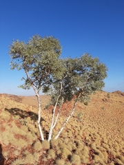 Eucalyptus leucophloia