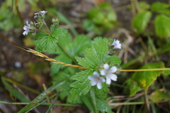 Geranium krylovii