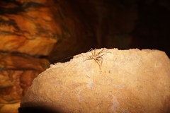 Hadenoecus subterraneus