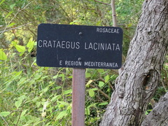 Crataegus laciniata
