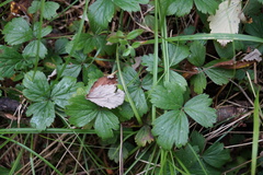 Waldsteinia ternata