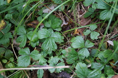 Waldsteinia ternata