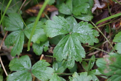 Waldsteinia ternata