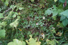 Waldsteinia ternata