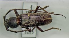 Elaphidion linsleyi