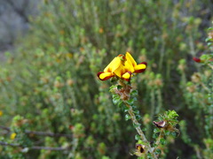 Pultenaea densifolia