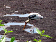 Mycteria leucocephala