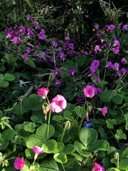 Oxalis bowiei