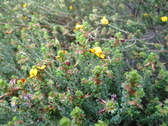 Pultenaea densifolia