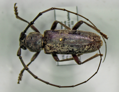 Elaphidion linsleyi