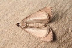 Aplocera efformata