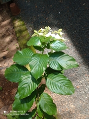 Mussaenda philippica