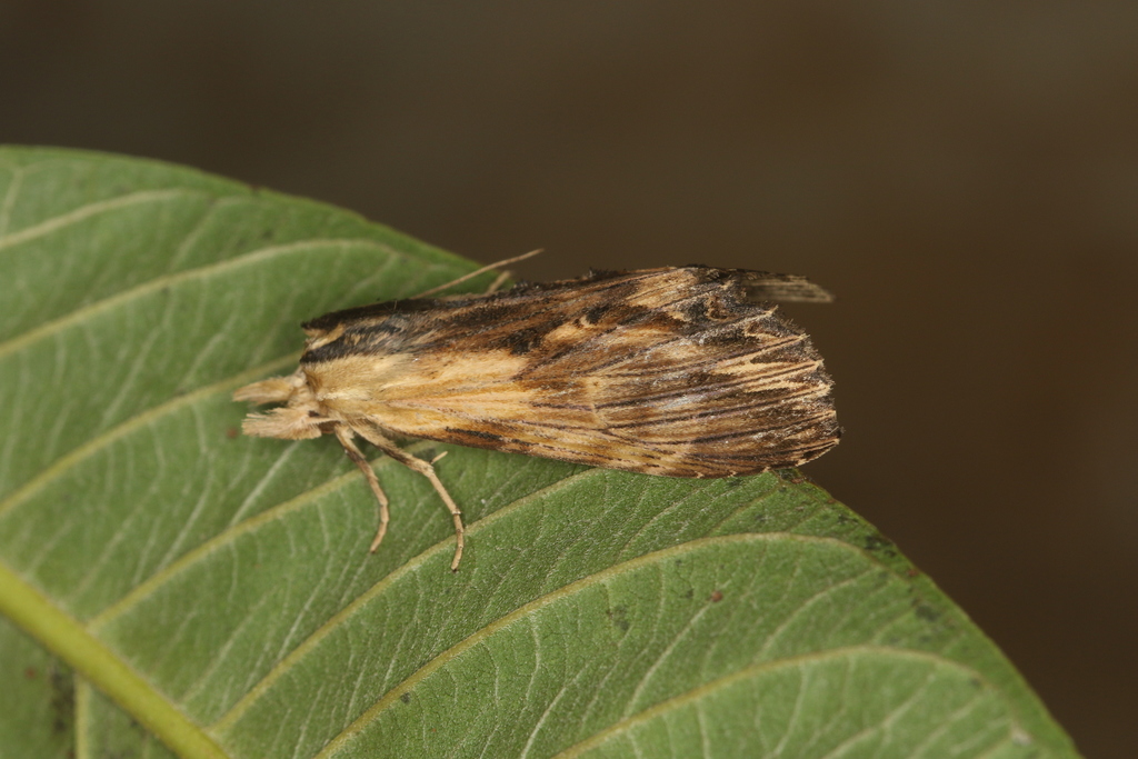 Xylodonta markvanputteni
