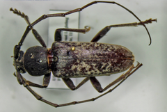 Elaphidion linsleyi
