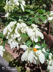 Mussaenda philippica