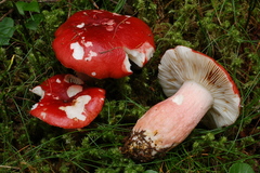 Russula rhodopus