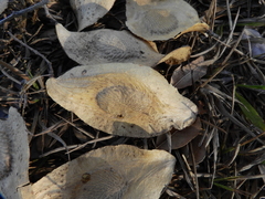 Pterodon emarginatus