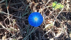 Ipomoea tricolor