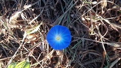 Ipomoea tricolor