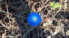 Ipomoea tricolor