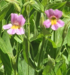 Erythranthe erubescens