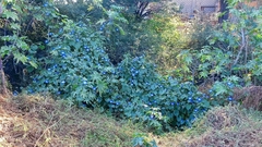 Ipomoea tricolor