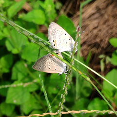 Euchrysops cnejus