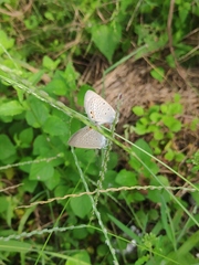 Euchrysops cnejus