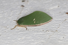 Moresa costalis