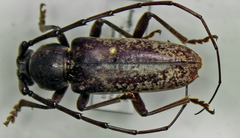 Elaphidion linsleyi