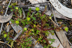 Brachyscome perpusilla