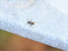 Polyrhachis vermiculosa