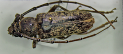 Elaphidion linsleyi