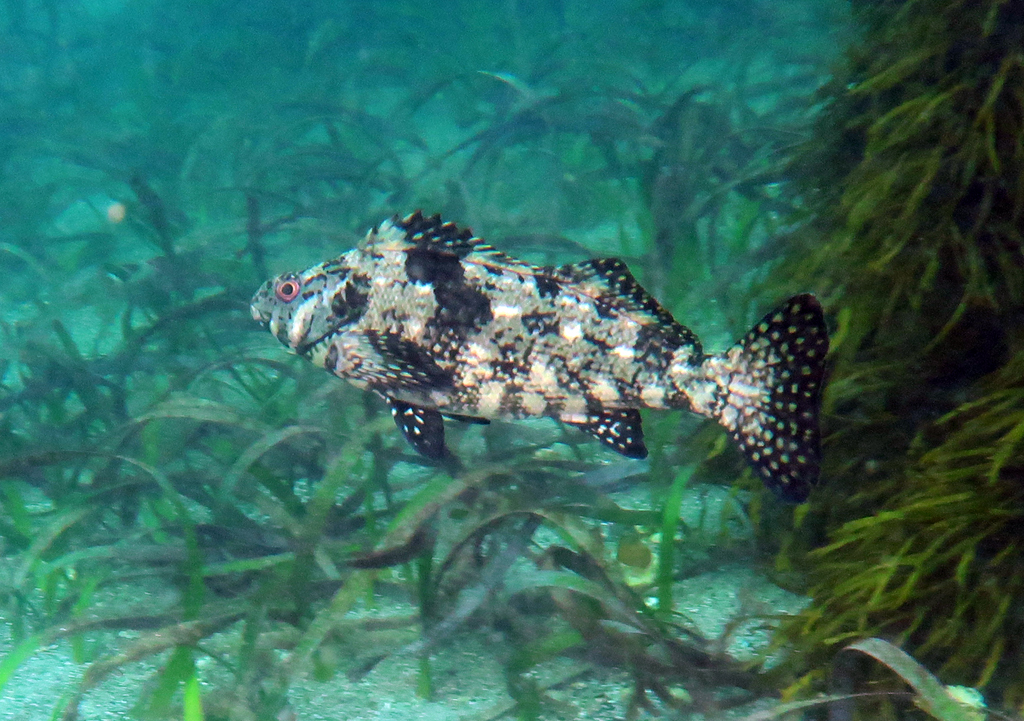 Rock Cale (Aplodactylus lophodon) Tomahawk, Tasmania