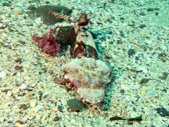 Thysanophrys cirronasus