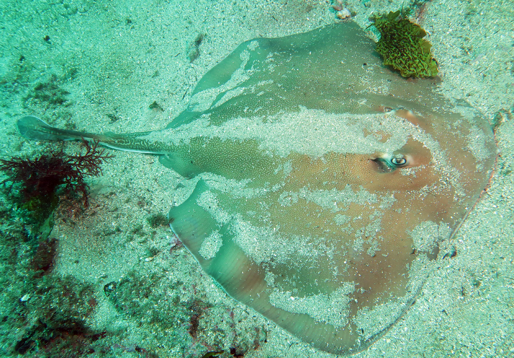Great Stingaree
