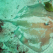 Sandyback Stingaree - Photo (c) Gina, some rights reserved (CC BY-NC), uploaded by Gina