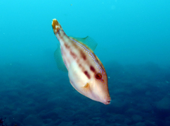 Meuschenia trachylepis