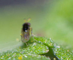 Aphelinidae