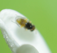 Aphelinidae