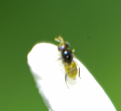 Aphelinidae