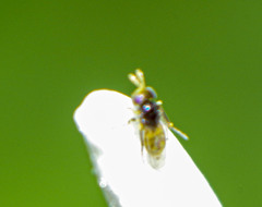 Aphelinidae